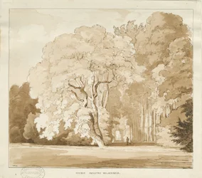 Ingestre - en studie av träd: sepiateckning, nd [?1838] (teckning)