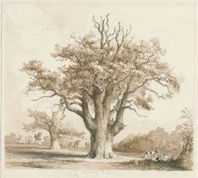 Teddesley Hall - Oak Trees: ritning med blyerts och tvätt, nd [nov 1842]