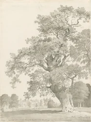 Tixall - Oak Tree: penn- och tvättritning