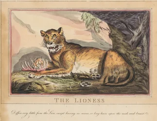 Ett set om åtta med titelsida. ”Utländska och inhemska djur.” 4. Tigern