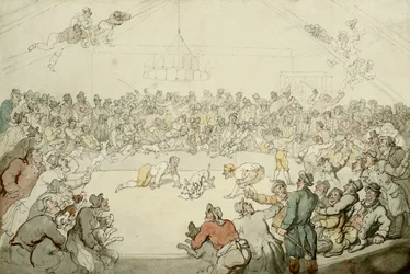 Westminster Pitt, 1798