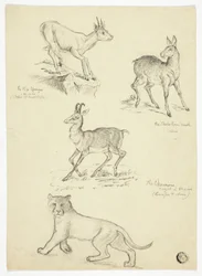 Chamois, Musk, Klipbok och Lion