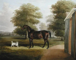En Bay Horse med en terrier