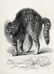 Katt skräckslagen av en hund, från Charles Darwins "The Expression of the Emotions in Man and Animals", 1872 (litho)