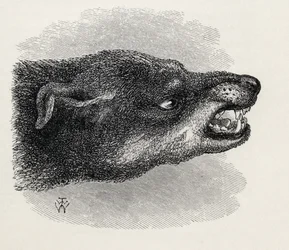 Hoved af snerrende hund, fra Charles Darwins 