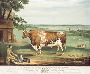 A Short Horned Bull, Patriot, graverad av William Ward, Shrewsbury, 1810 (färggravyr)