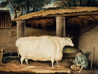 A Short Horned Heifer, graverad av William Ward, Dartington, 1811 (färggravyr)