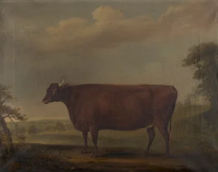 Röda Devon kvigor i landskap, ca 1812 (olja på duk)