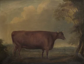 Röda Devon kvigor i landskap, ca 1812 (olja på duk)