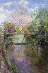 Blommande körsbär och spaljébron