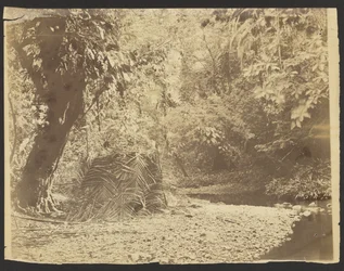 [Djungelscen: Vy över halmtakshytt av palmblad, Isthmus of Darién (Panama)]