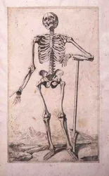 Anatomisk studie, av Domenico Maria Bonavera (f.1640) (etsning och torrnål)