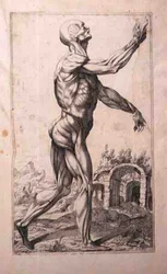 Anatomisk studie, av Domenico Maria Bonavera (f.1640) (etsning och torrnål)