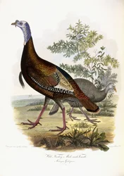 Vilda Turkiet, hane och hona, 1808-1814