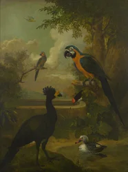 Macaw och andra fåglar i ett landskap