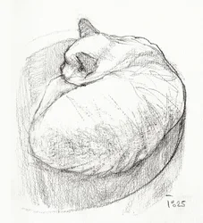 Mysig hopkurad katt