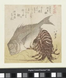 Havsabborren i Yanagiya i Odawara Chô Odawara Chô Yanagiya tai (titel på objekt) Kända produkter från Edo (serietitel) Edo meibutsu (serietitel på objekt)