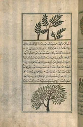 Ett rökelseträd ovanför ett mandelträd, efter en avhandling av Zakariya ibn Muhammad al-Qazwini (bläck och pigment på europeiskt papper)