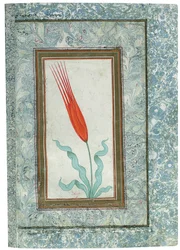 Sida från det turkiska tulpanalbumet, Istanbul, 1725