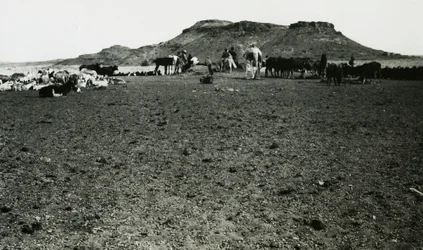 Vy över det arkeologiska området Naqa, med dromedarer och boskap, Sudan, fotografi av Ugo Monneret de Villard
