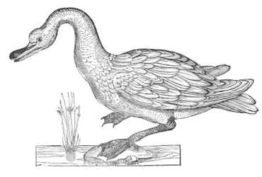 Ornitologiae hoc est de avibus historiae libri XII