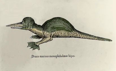 Representation av en marin drake. Platta med ett naturhistoriskt manuskript av Ulisse Aldrovandi (1522-1605) om monster