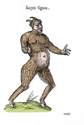 Representation av en satyr. Platta med ett naturhistoriskt manuskript av Ulisse Aldrovandi (1522-1605) om monster