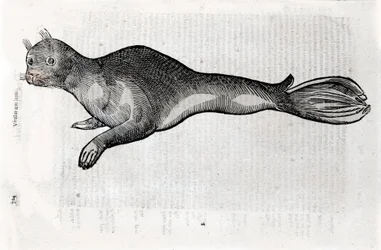 Representation av en sigillplatta illustrerad från ett manuskript av Natural History av Ulisse Aldrovandi (1522-1605), Ulisse Aldrovandi arkiv, University Library of Bologna, ed. 1603.