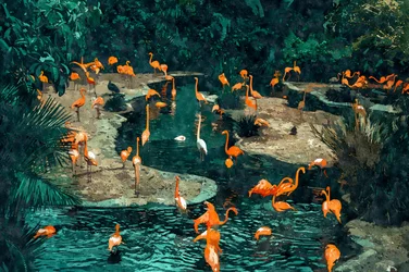 Flamingor i tropikerna