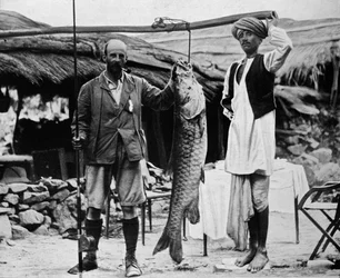59 pund Mahseer, fångad av kapten H. B. D. Campbell, R.E., i Upper Ganges, c1903, 1903
