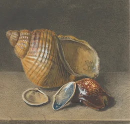 En Cowrie, och en större och två mindre skal, sent 1600-mitten av 1700-talet.