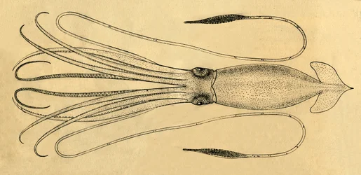 Ett diagram över jättebläckfisken, 1881.