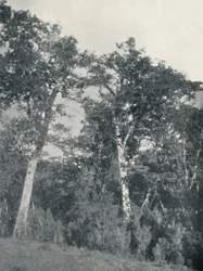 En skog av antarktisk bok vid Temuco, 1911