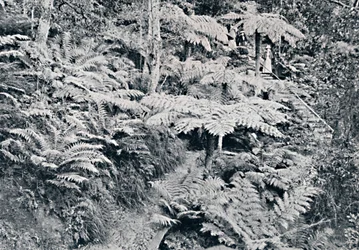 En skog av trädormbunkar, Leura, Blue Mountains, c1900.