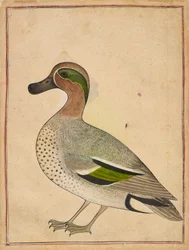 En grönvingad kricka, ca. 1730.