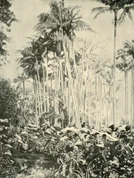 A Grove of Palms, 1901.