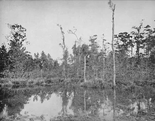 Ett träsk i Louisiana, c1897.