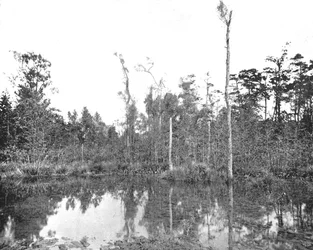 Ett träsk i Louisiana, USA, c1900.
