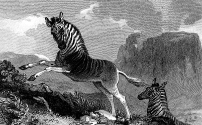 En Quagga, 1815