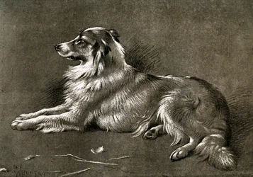 En fårhund, 1901