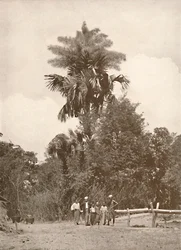 En talipotpalm i blom, 1900.