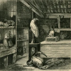 A Wild-Beast Shop, c1873.