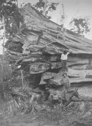 En stor bit brasilianskt timmer, 1914