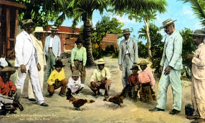 En tuppfäktning, Puerto Rico, 1909