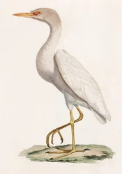En färgillustration av en fågel