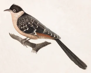 En färgillustration av en grå fågel