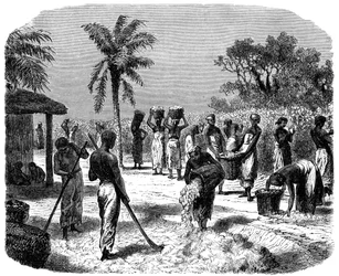 En bomullsplantage, c1880