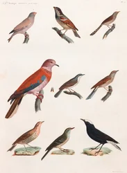 En helsidesserie med färgillustrationer av fåglar