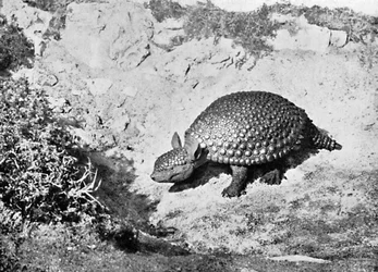 En glyptodon, 1900-talet