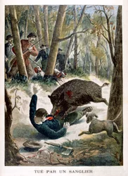 En jägare dödad av ett vildsvin, 1901